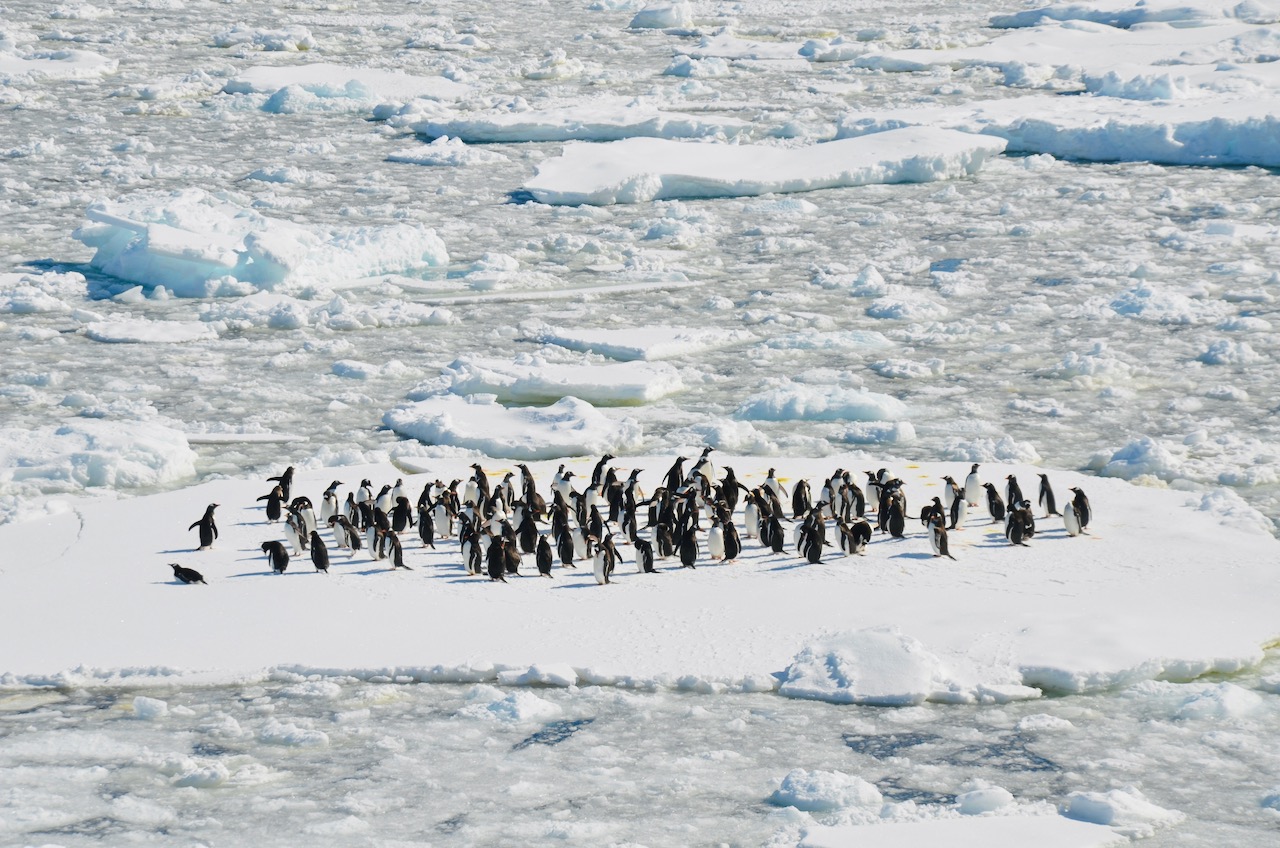 Best time to Visit Antartica and Why: Your Ultimate Month to Month Guide