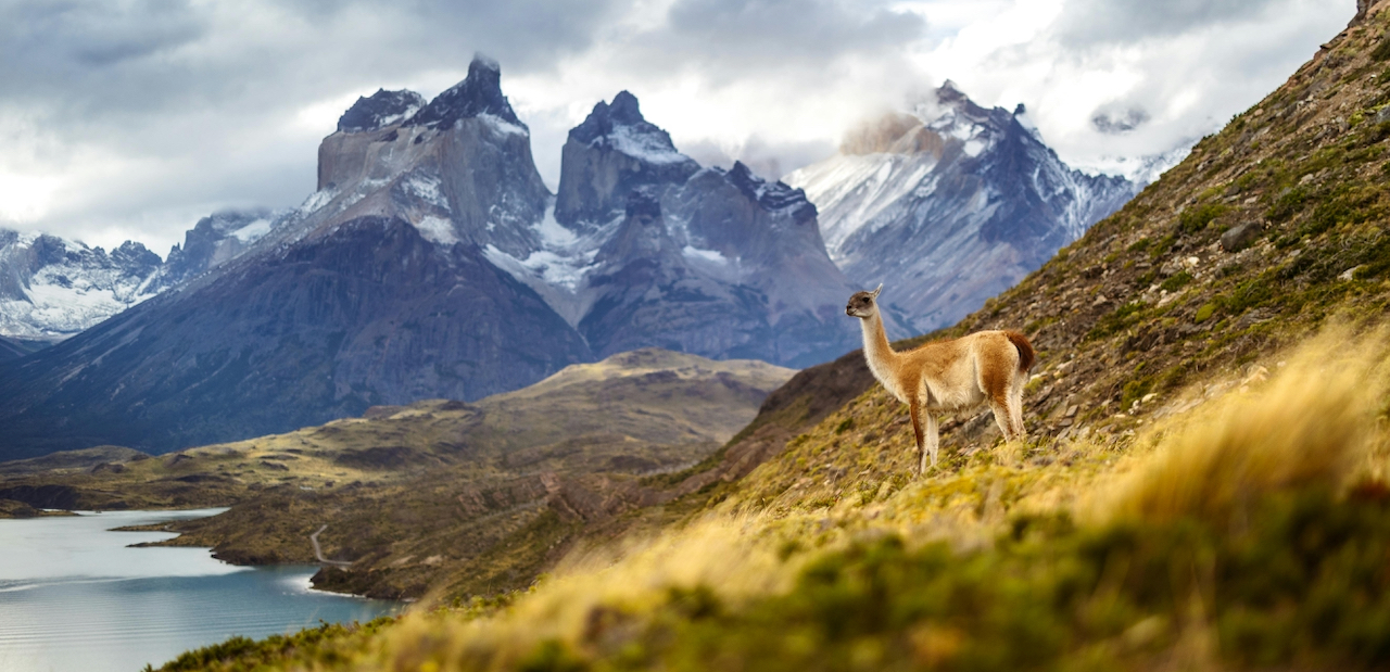 Into the Wild: 6 Incredible Wildlife Destinations in Chile & Argentina