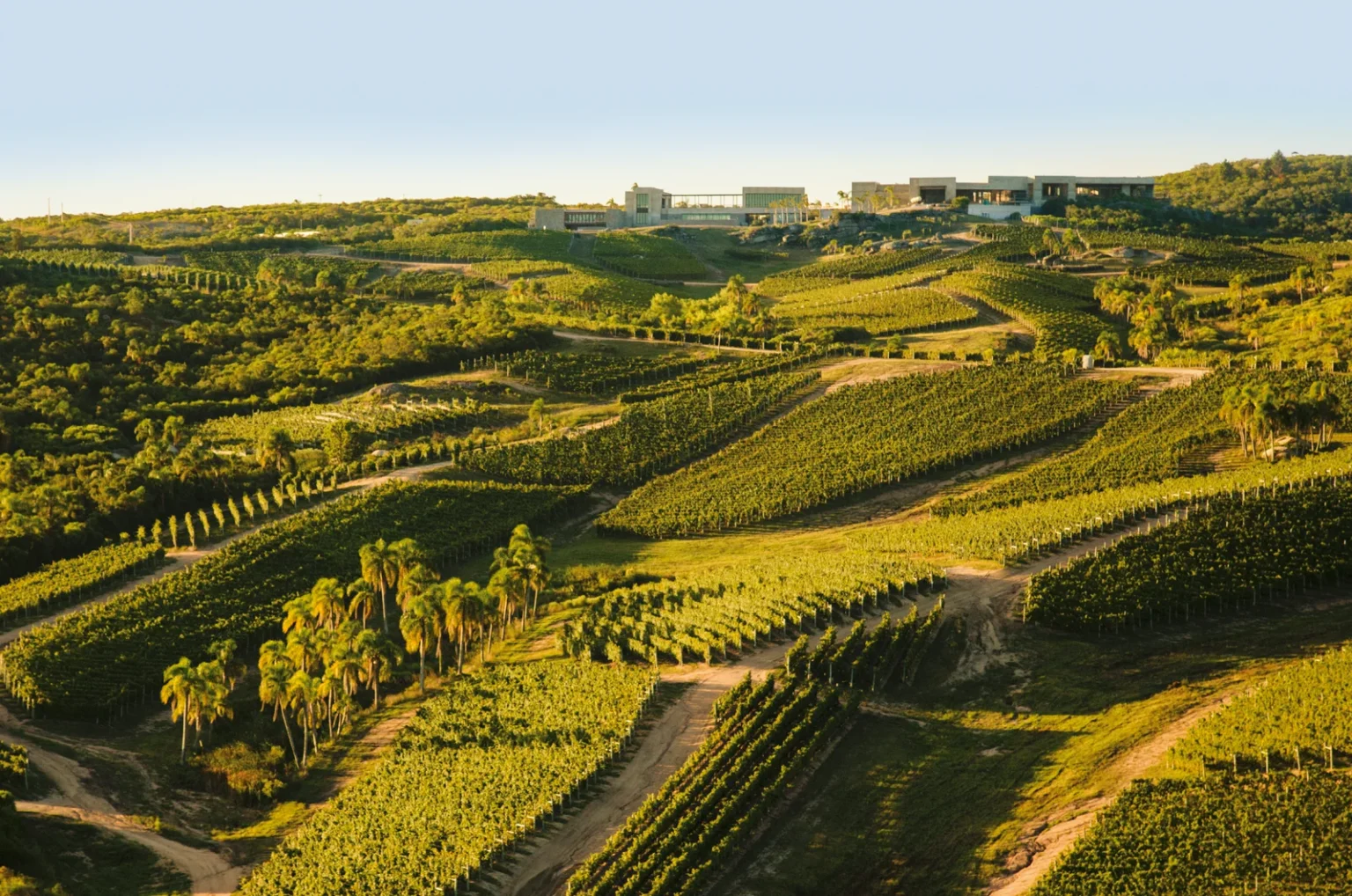 Coast to Countryside: Uruguay’s Must-Visit Wineries