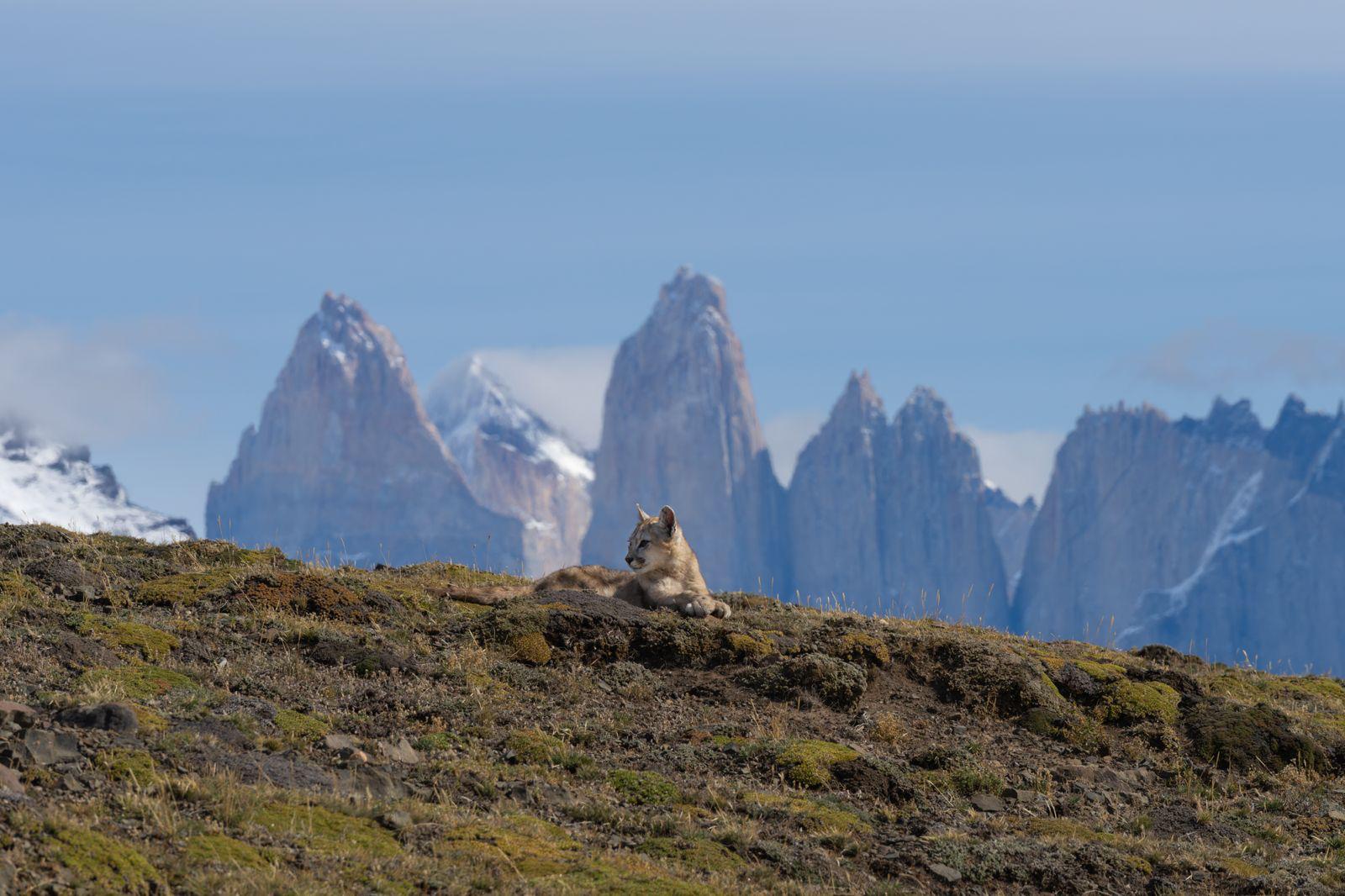 In Conversation with Cristian Asun: Conservation, Coexistence & Ethical Puma Encounters