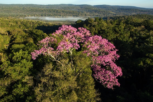 Restoring the Atlantic Forest with the Bayka Project