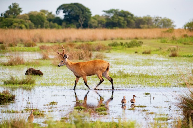 Iberá National Park