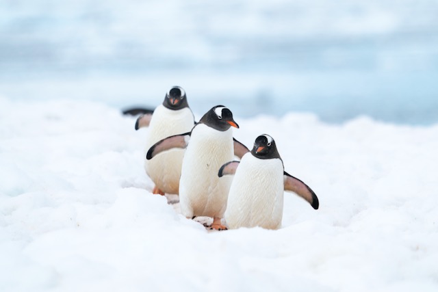 If You Want Once-in-a-Lifetime