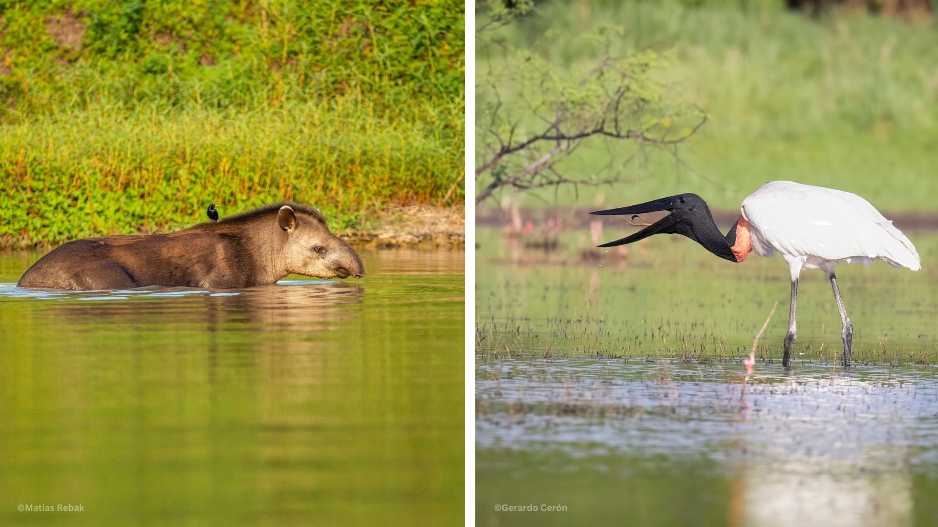 An Oasis of Biodiversity