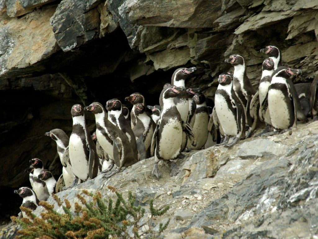 4. Chiloé