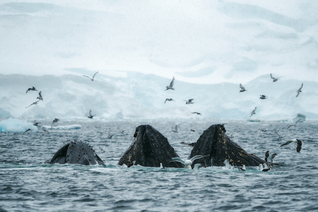 5. Antarctica