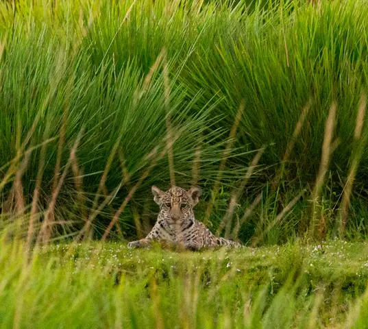 1. Iberá Wetlands
