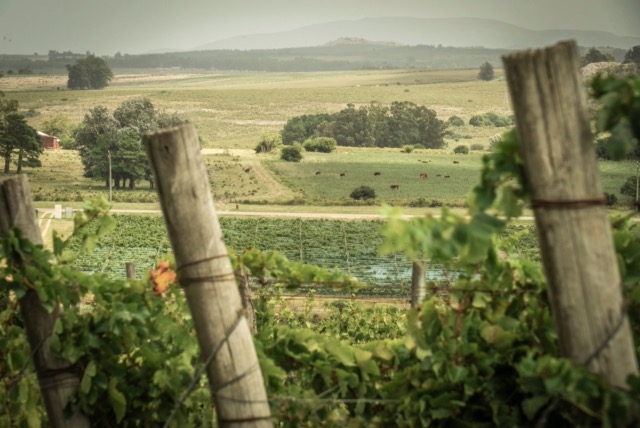 Bodega Altos de la Ballena