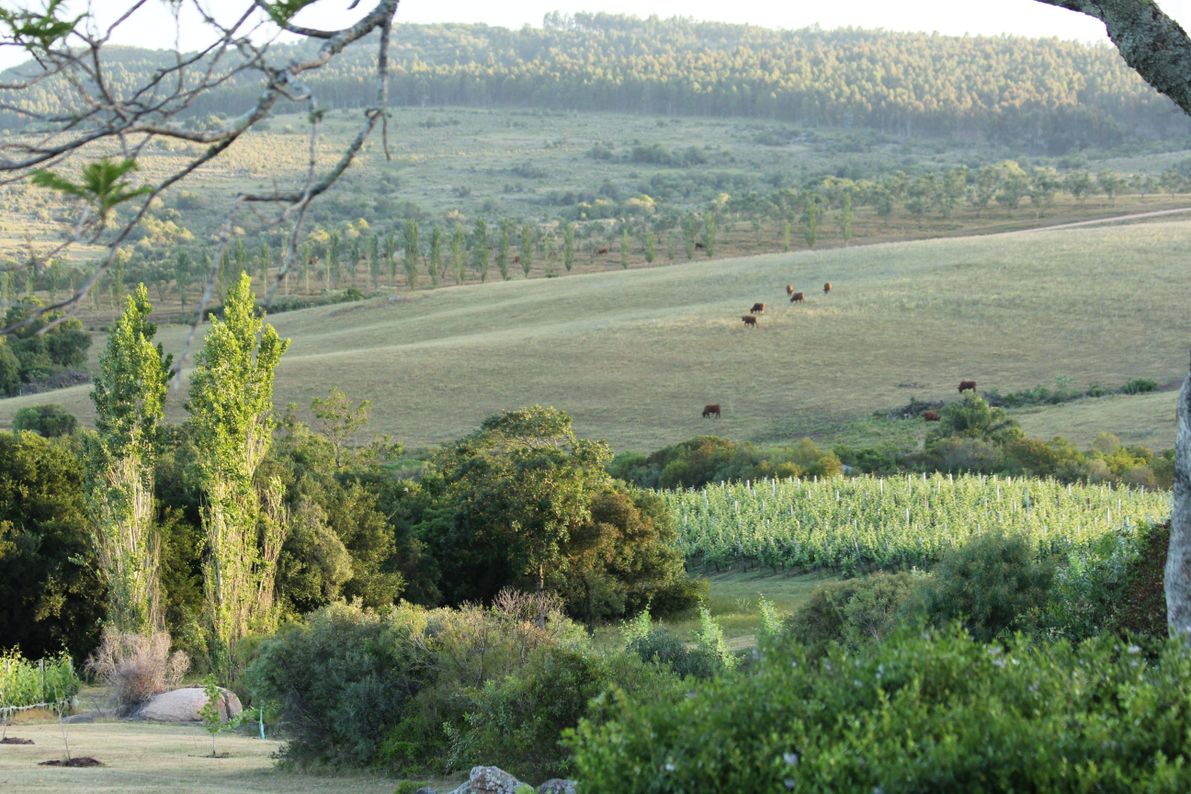 Bodega Sierra Oriental
