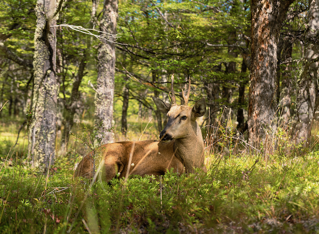 6. Patagonia National Park
