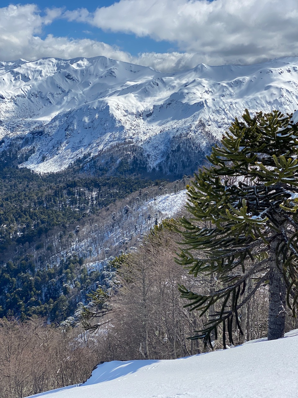 Conguillío National Park