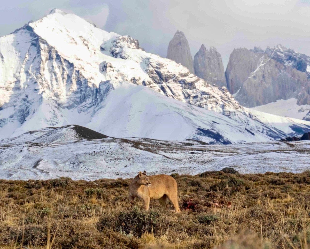 Track Pumas in Torres del Paine National Park