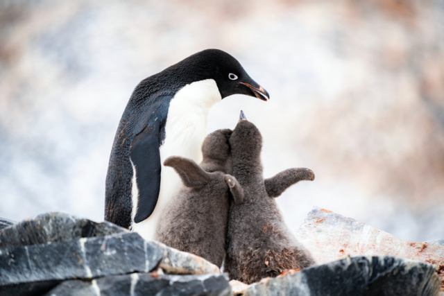 5. Antarctica