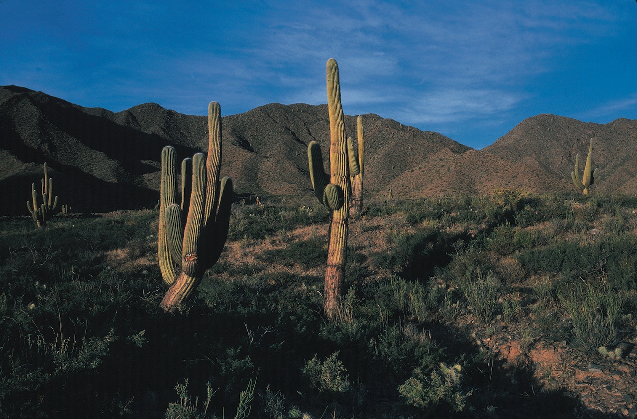 Los Cardones National Park