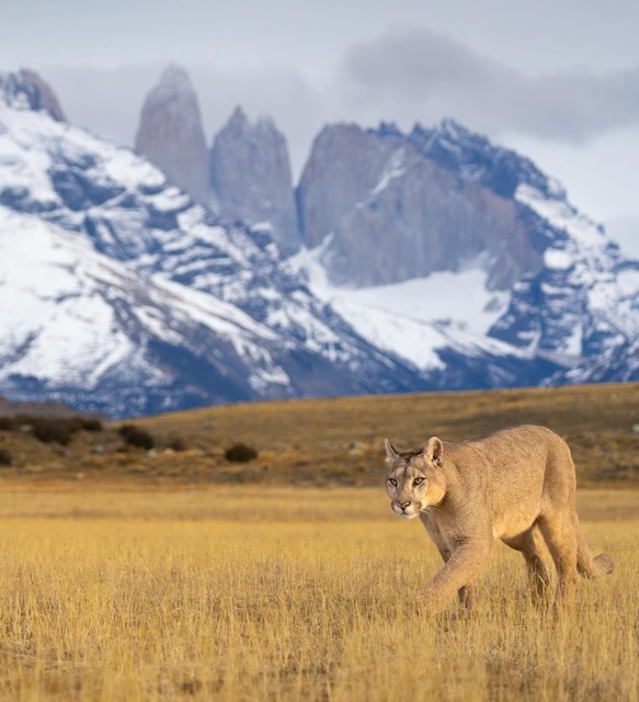 6. What challenges still exist when it comes to coexistence between pumas and local communities?