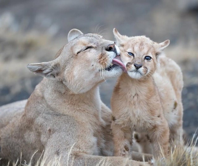 4. What makes the puma so special to you? Is there a moment that has stayed with you?