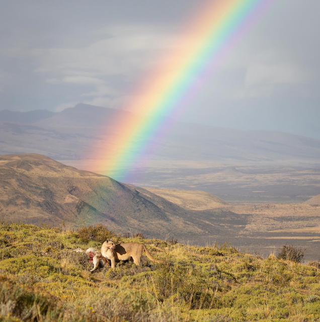 5. Why do pumas thrive in Torres del Paine and what role do they play in the ecosystem?