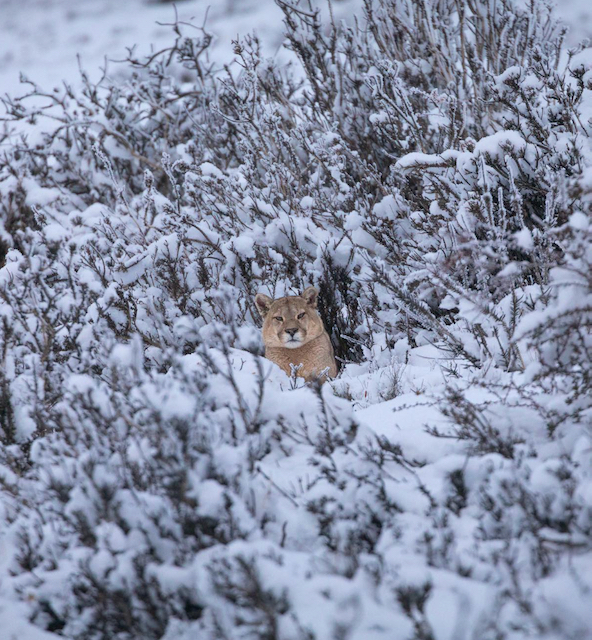 7. There’s a lot of demand for wildlife encounters today. How do you balance traveller expectations with the needs of the animal to ensure encounters remain respectful?