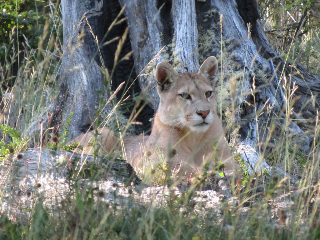 Track Pumas in Torres del Paine National Park