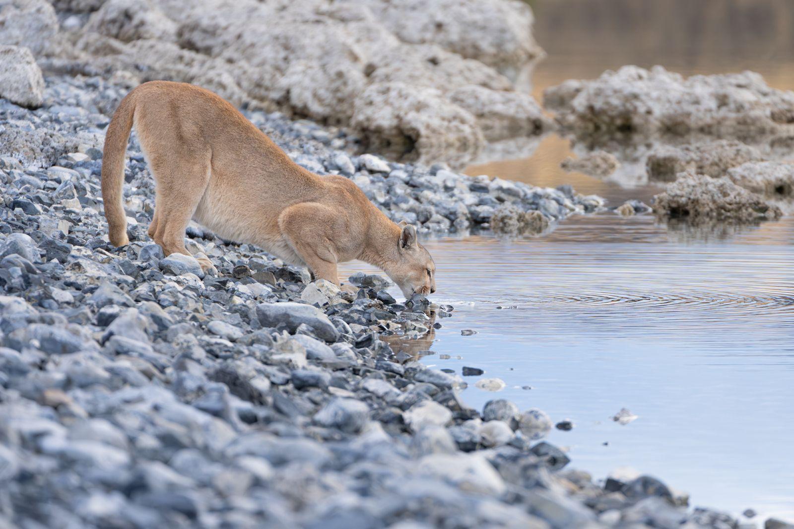 2. How did you first get into working with pumas?