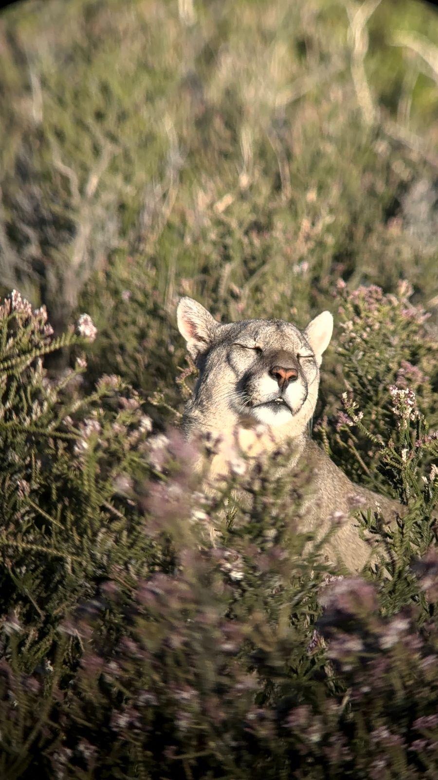 2. How did you first get into working with pumas?