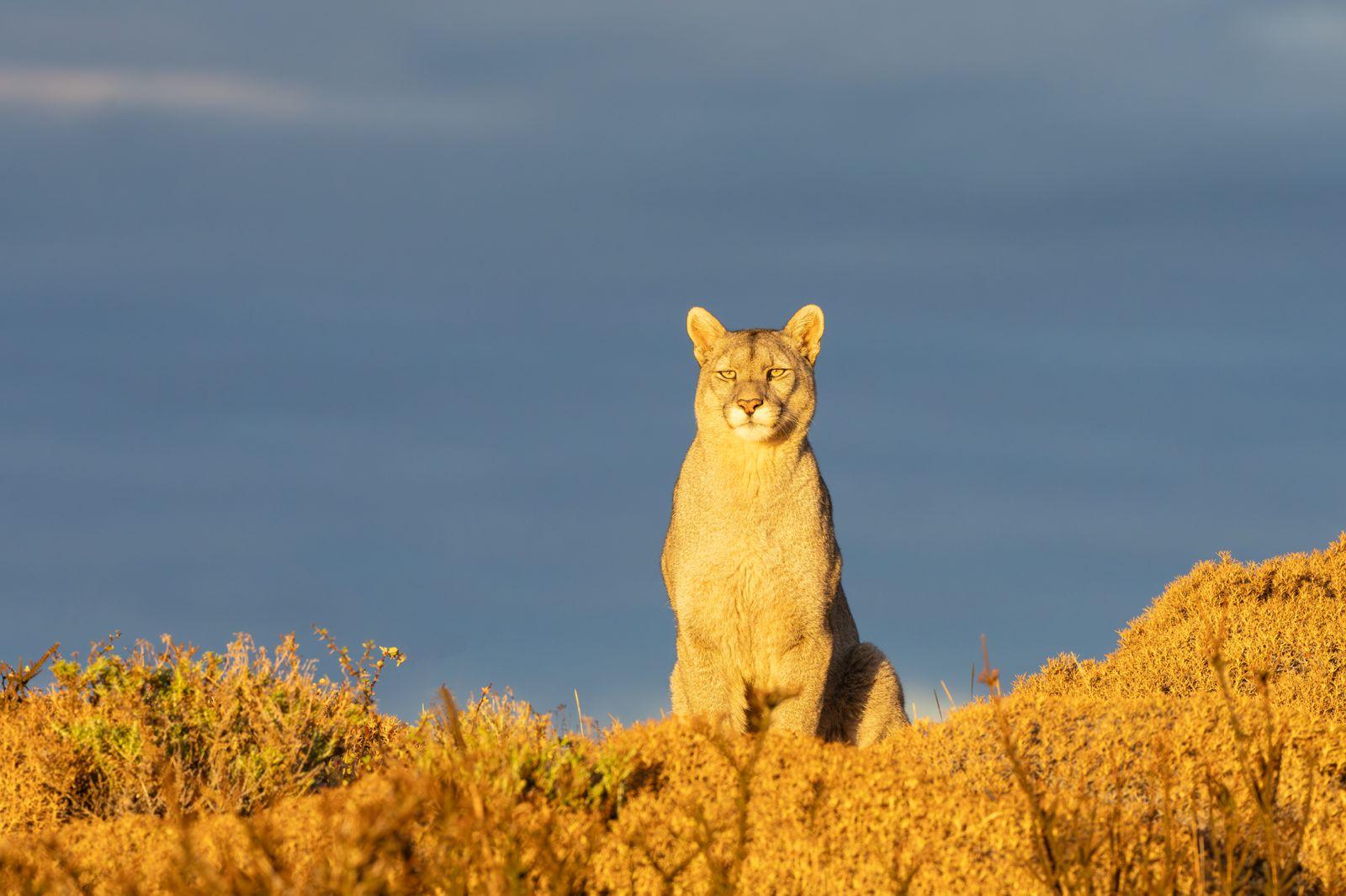 6. What challenges still exist when it comes to coexistence between pumas and local communities?
