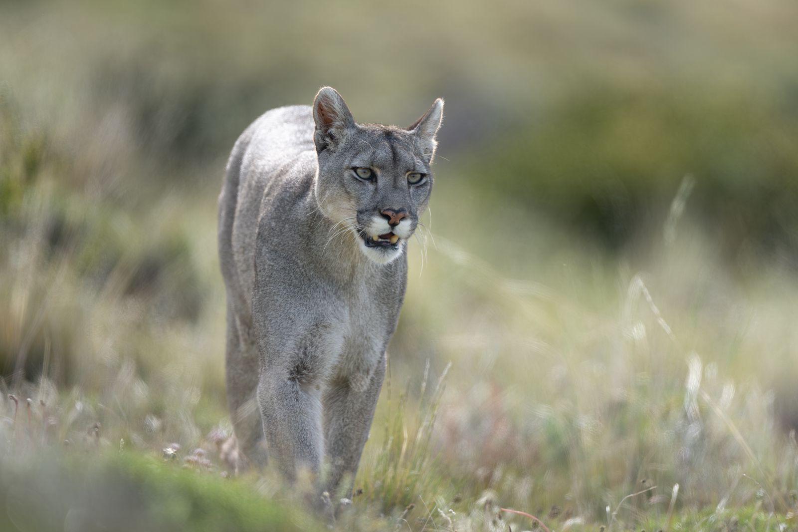 5. Why do pumas thrive in Torres del Paine and what role do they play in the ecosystem?