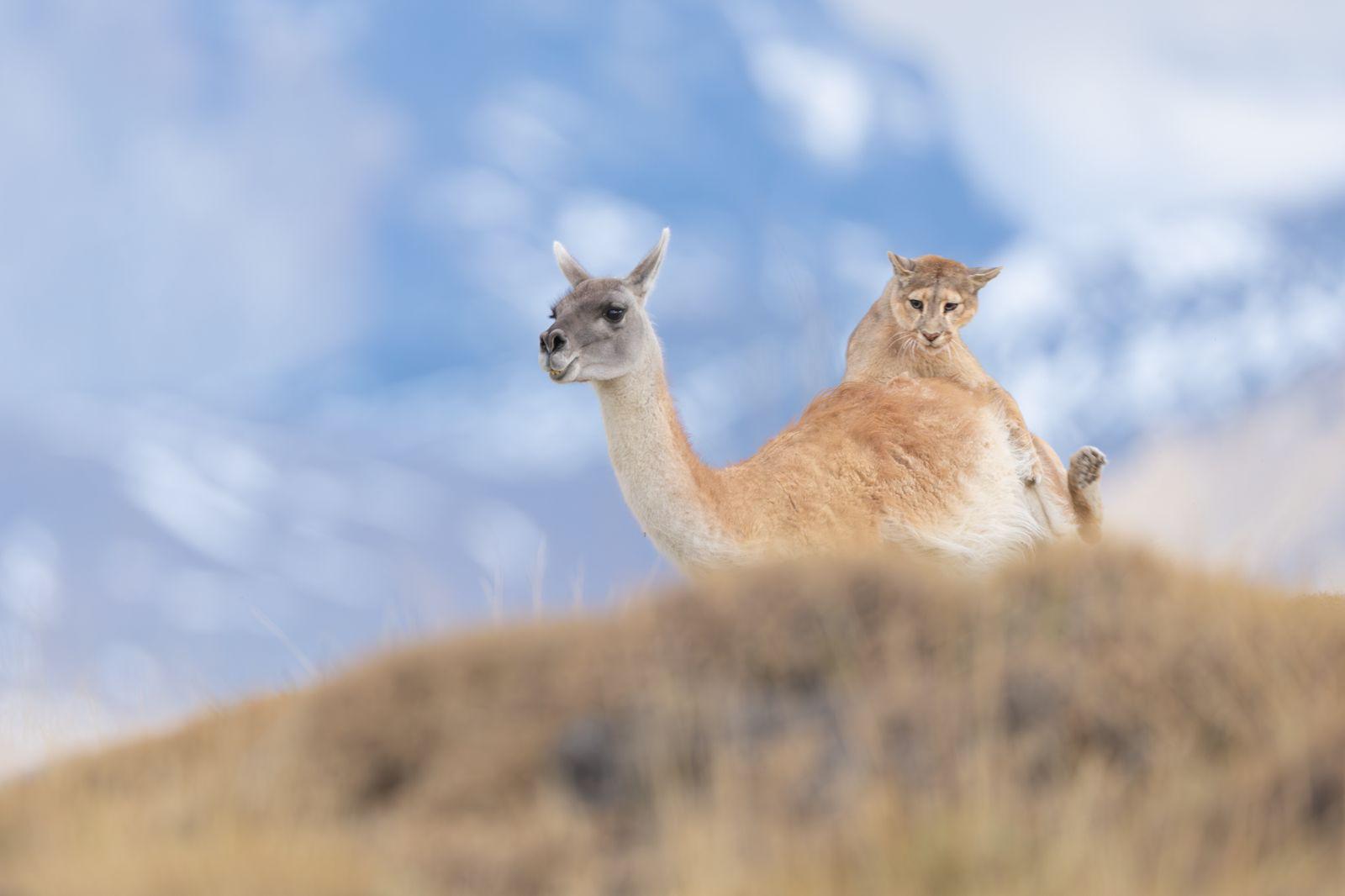 4. What makes the puma so special to you? Is there a moment that has stayed with you?